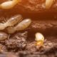 Identify termites in Stuart, FL