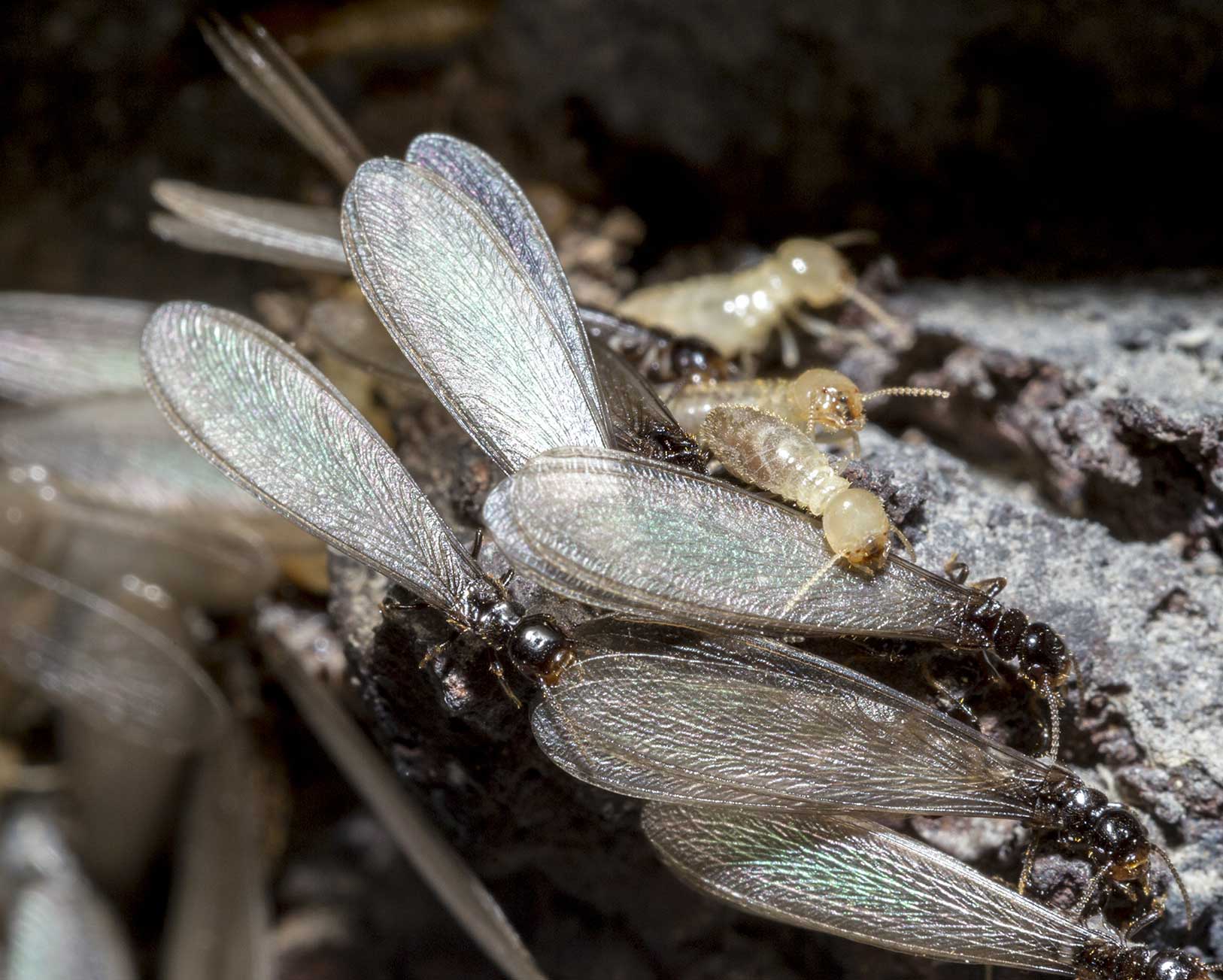 Winged Termites in Stuart Florida