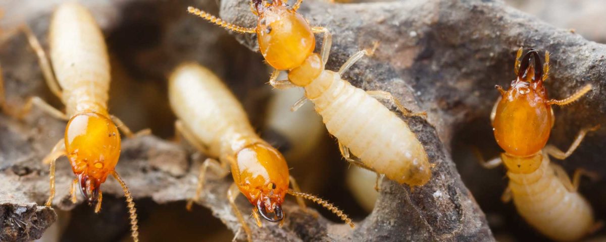 Termites in dry wood